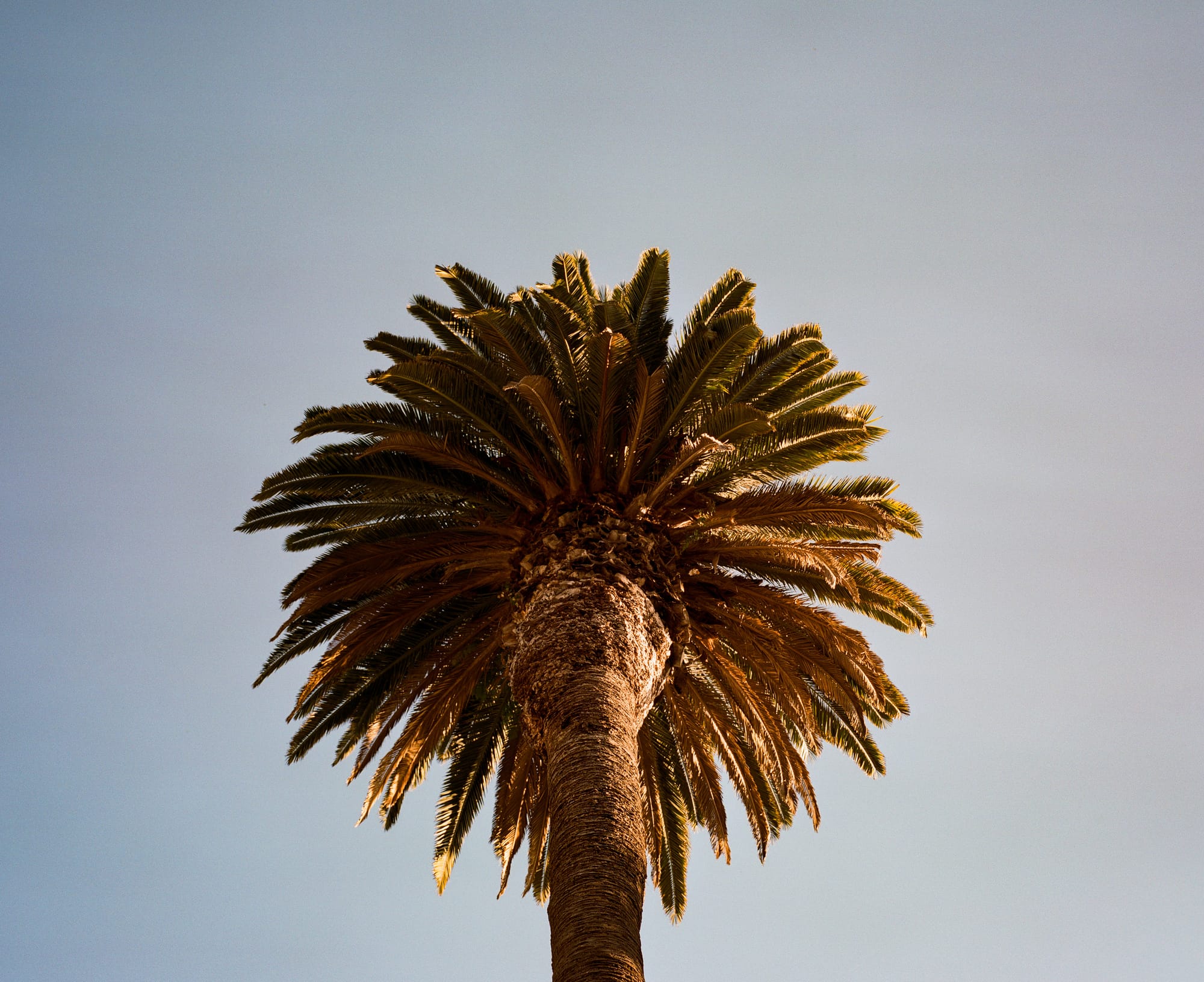 Santa Monica